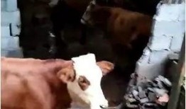 网友对牛不啦最新爆料,揭秘娱乐圈惊人内幕！