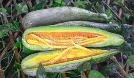 非洲网红吃瓜图片高清壁纸,高清壁纸下的美食诱惑